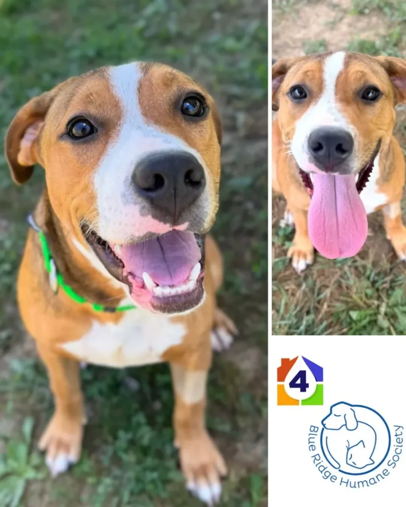 Brown and white dog with a green collar sits and smiles at the camera, ready to find a loving community; Blue Ridge Humane Society logo appears in the bottom right corner.